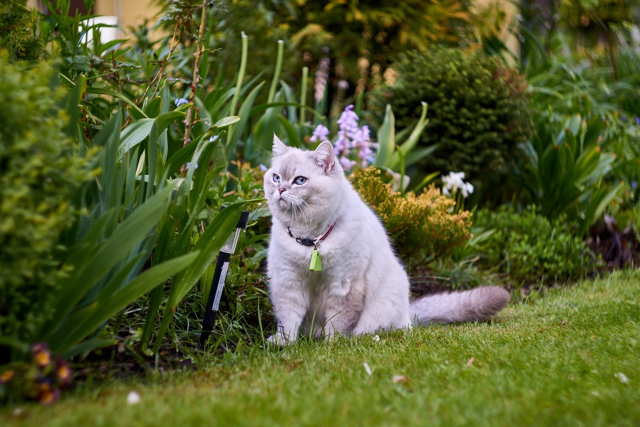 Cat on the grass outdoors