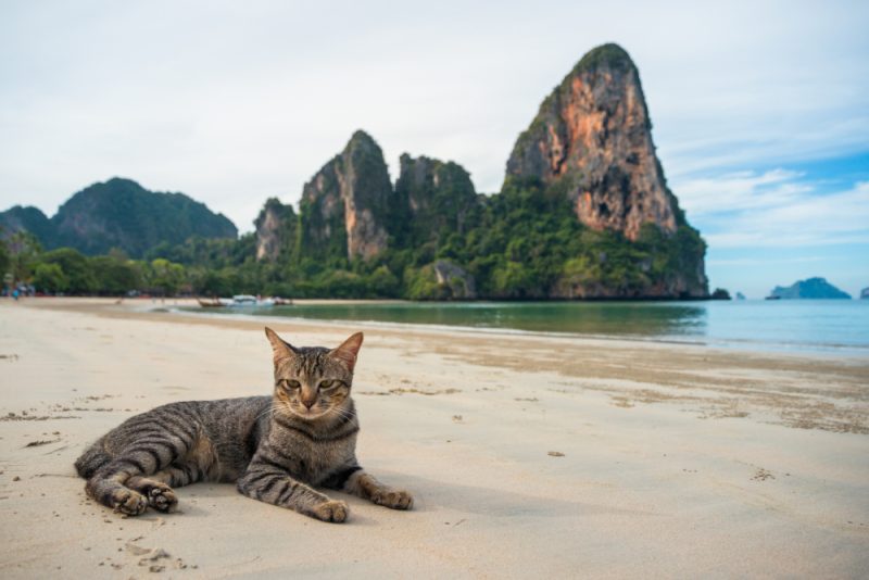 Why Do Cats Like the Beach? 3 Fun Reasons & Things to Consider