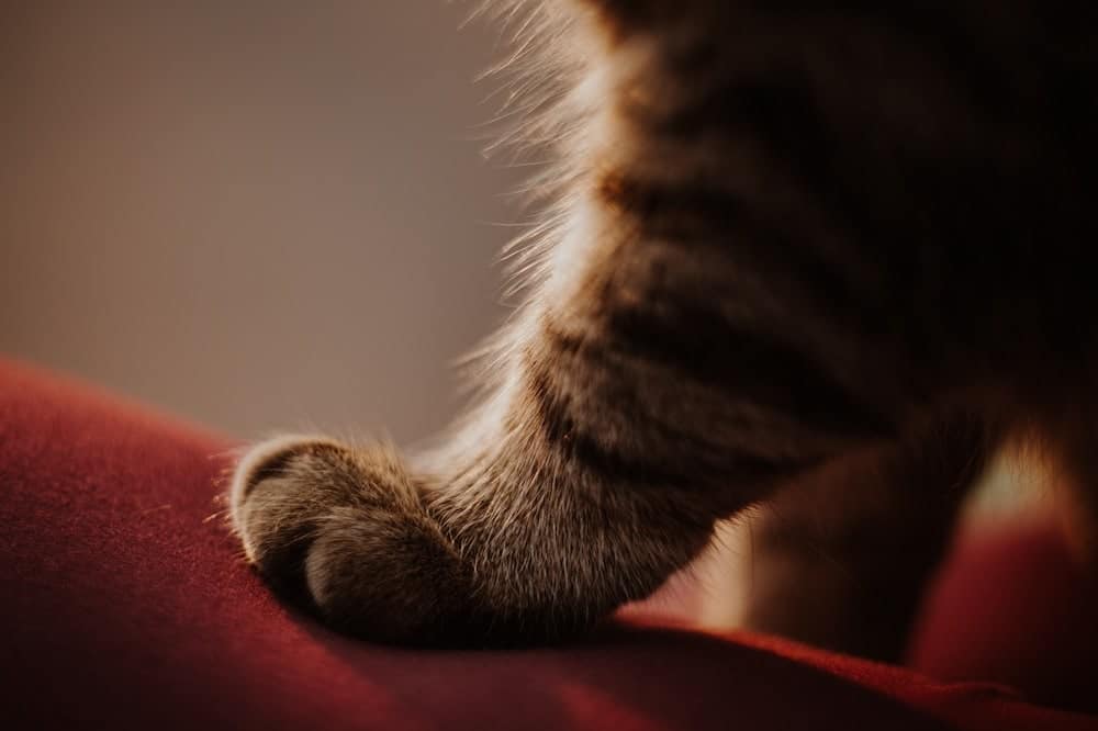 6 Reasons Your Cat Kneads and Purrs: Vet-Approved Facts