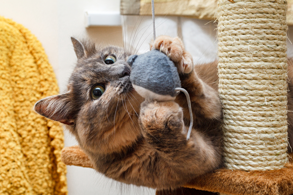 15 Best Products for Cats in 2026 - Reviews & Top Picks