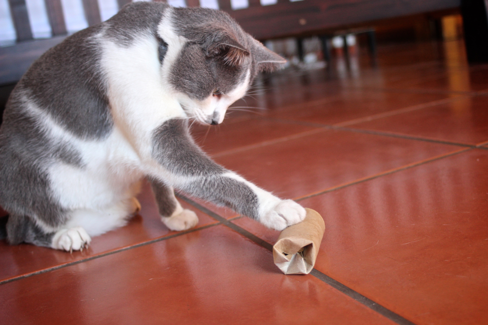 How to Make Kitten Toys: 5 Ideas for Homemade Fun