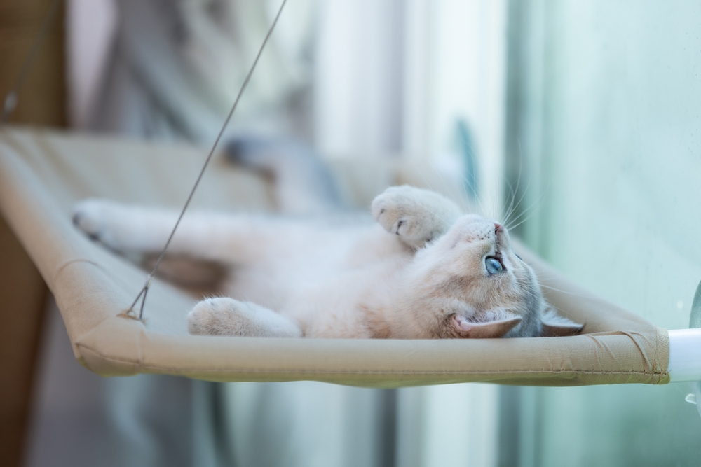 9 Best Elevated Cat Beds in 2026 - Reviews & Top Picks