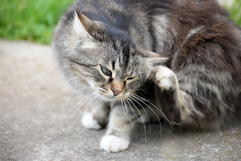 How to Tell if Your Cat Has Fleas: 10 Vet-Reviewed Signs to Look For