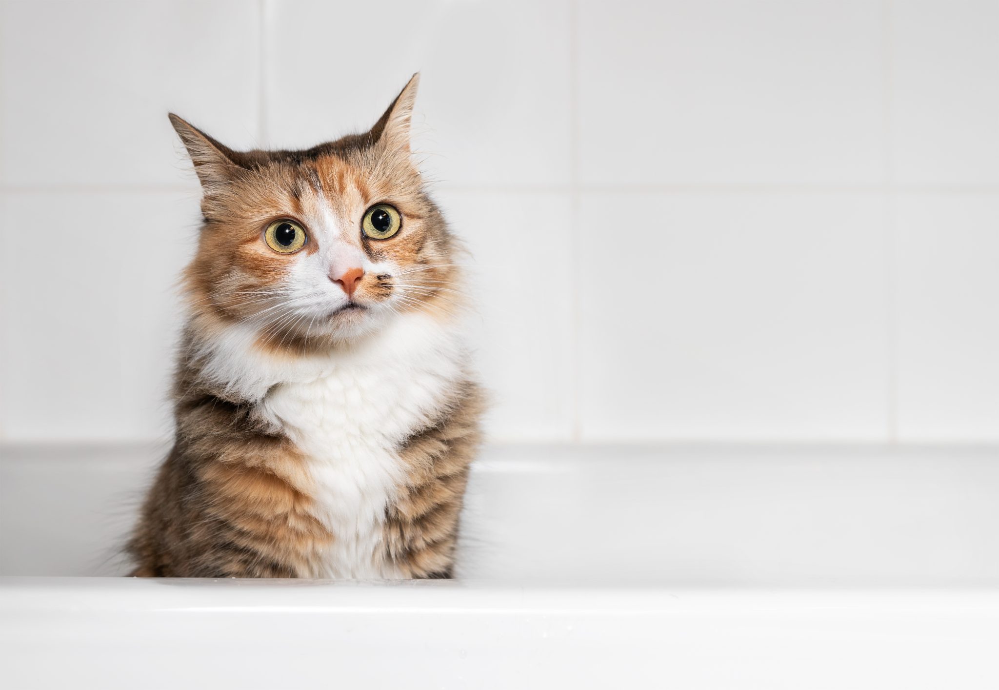 Cat Shampoo Alternatives That Are Already in Your House