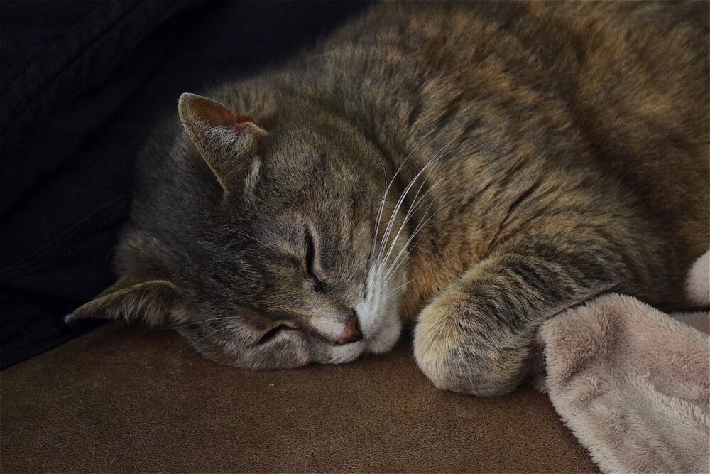 How to Train a Cat to Sleep at Night: 5 Vet-Reviewed Tips