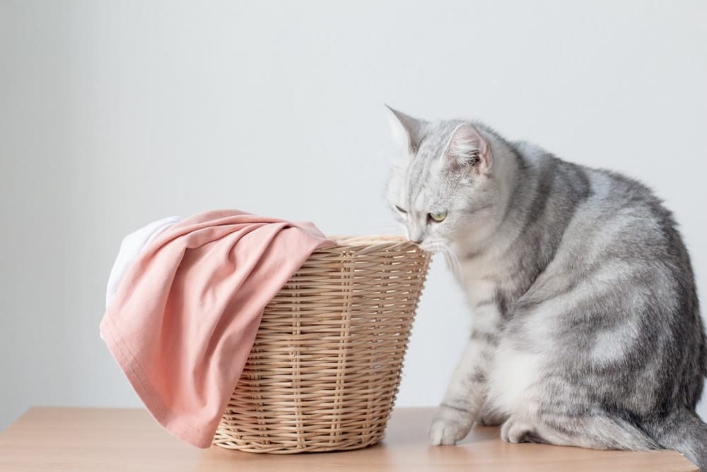 How to Get Cat Pee Smell & Stains Out of Clothes: Quick & Easy Tips