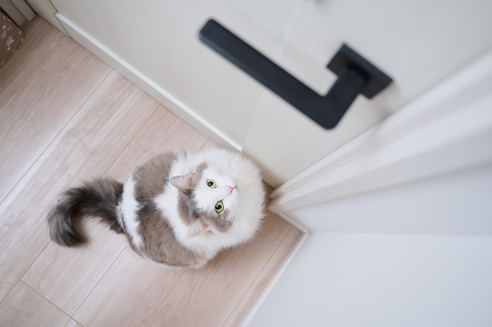 How to Keep a Cat Out of a Room: 10 Vet-Reviewed Recommendations