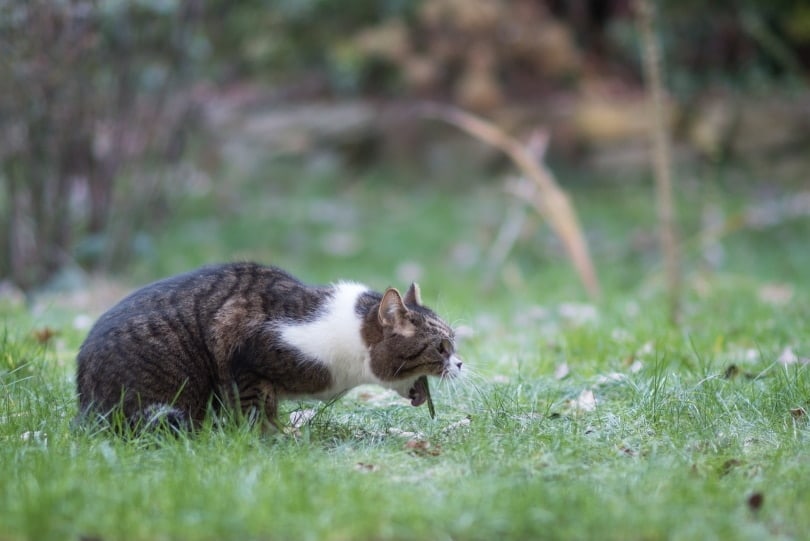 Why Does My Cat Throw Up Every Day? 10 Vet-Verified Reasons