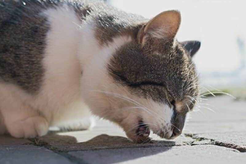 My Cat Just Threw Up, What Should I Do? (6 Vet-Approved Treatment Tips)