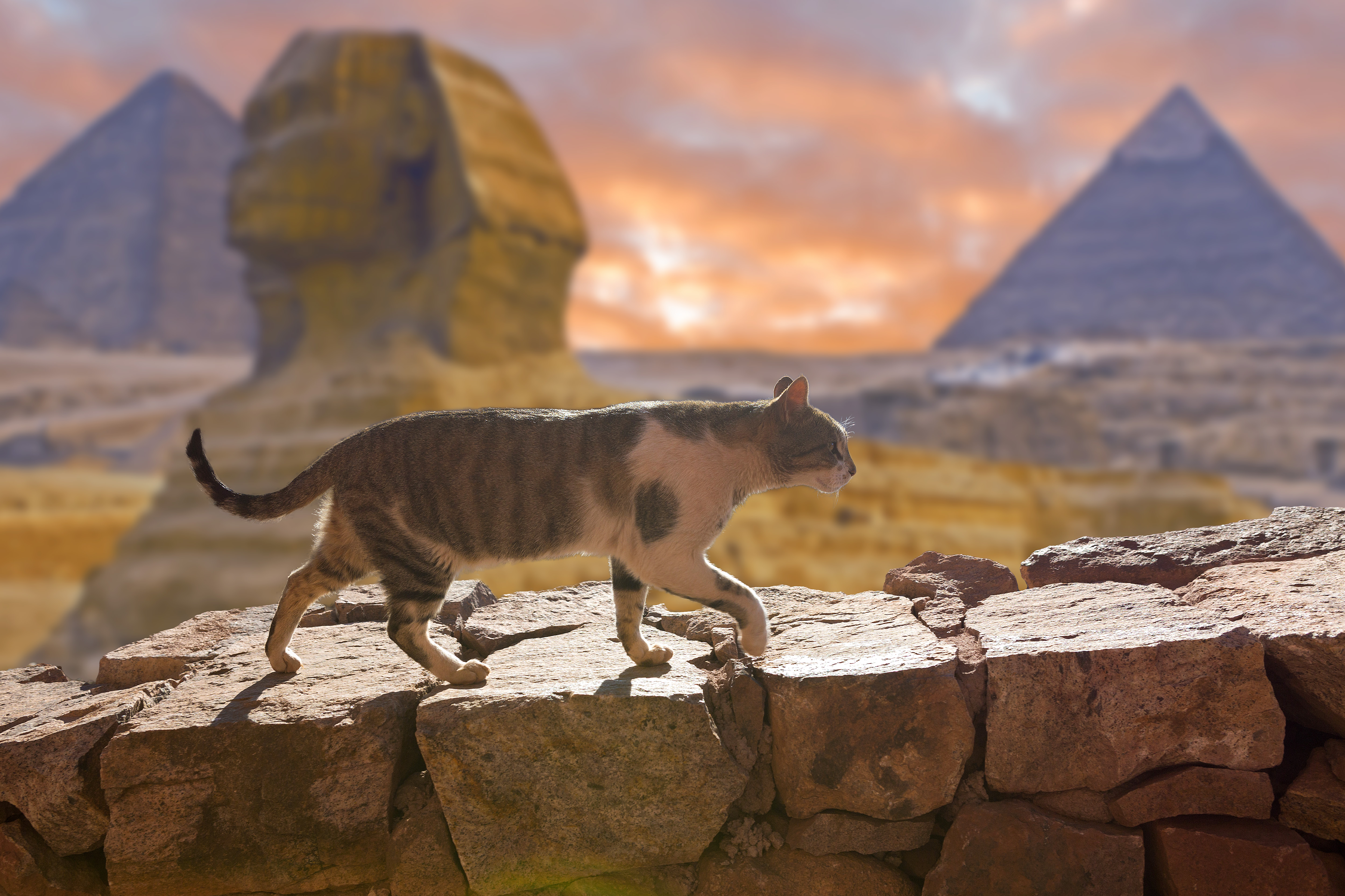 Mythical Cats: Exploring 14 Cats from Ancient Mythology