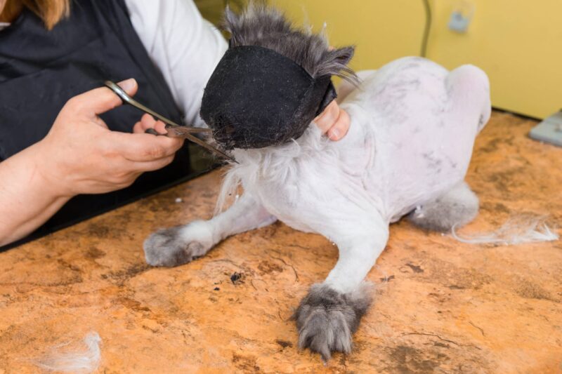 6 Best Cat Muzzles in 2026 – Reviews & Tops Picks