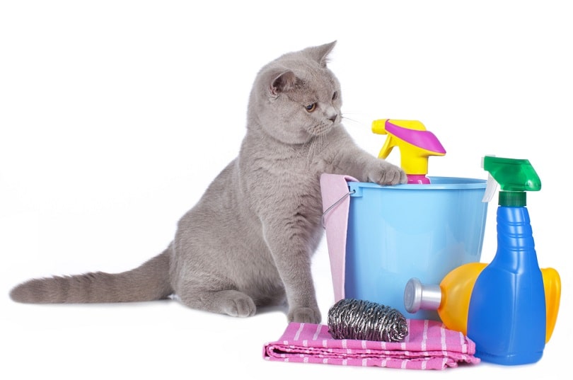 Is Lysol Toxic To Cats? Ver Reviewed Concerns & Safety Tips