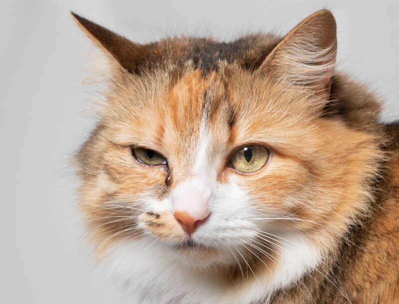 Will a Cat Eye Infection Heal On its Own? Our Vet Explains
