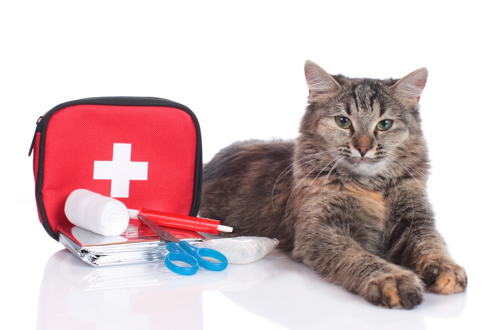 National Pet First Aid Awareness Month – How & When Is It Celebrated? (Vet-Approved)