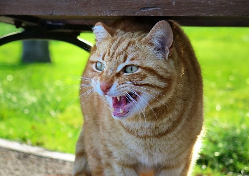 Caterwauling: What Is It & Why Do Cats Do It? 5 Vet-Reviewed Reasons for This Behavior