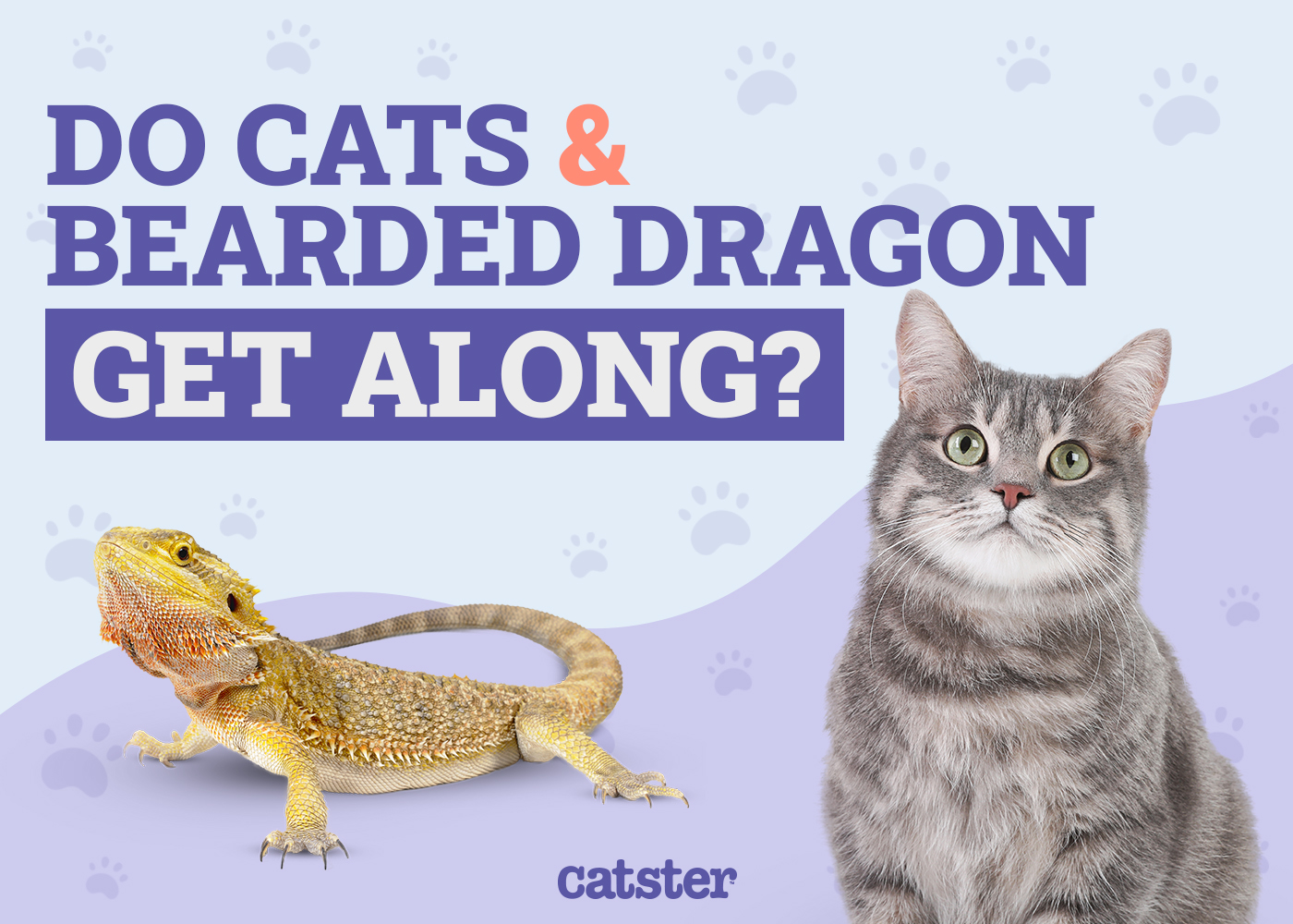 Do Cats & Bearded Dragons Get Along? Vet-Verified Facts, Risks & Safety