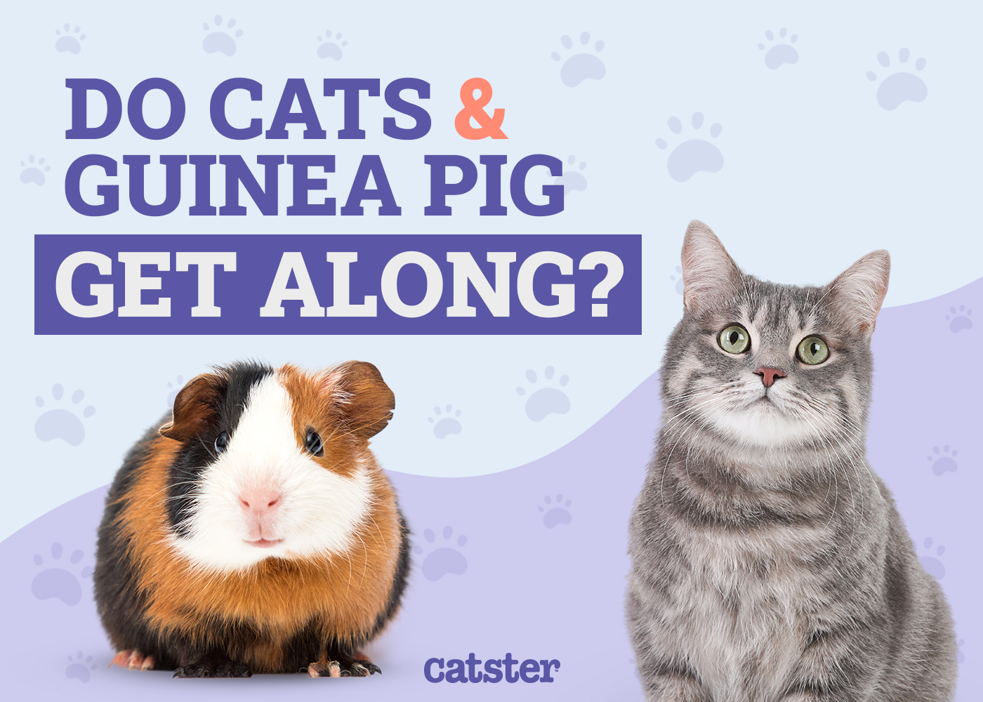 Do Cats & Guinea Pigs Get Along? Our Vet Answers