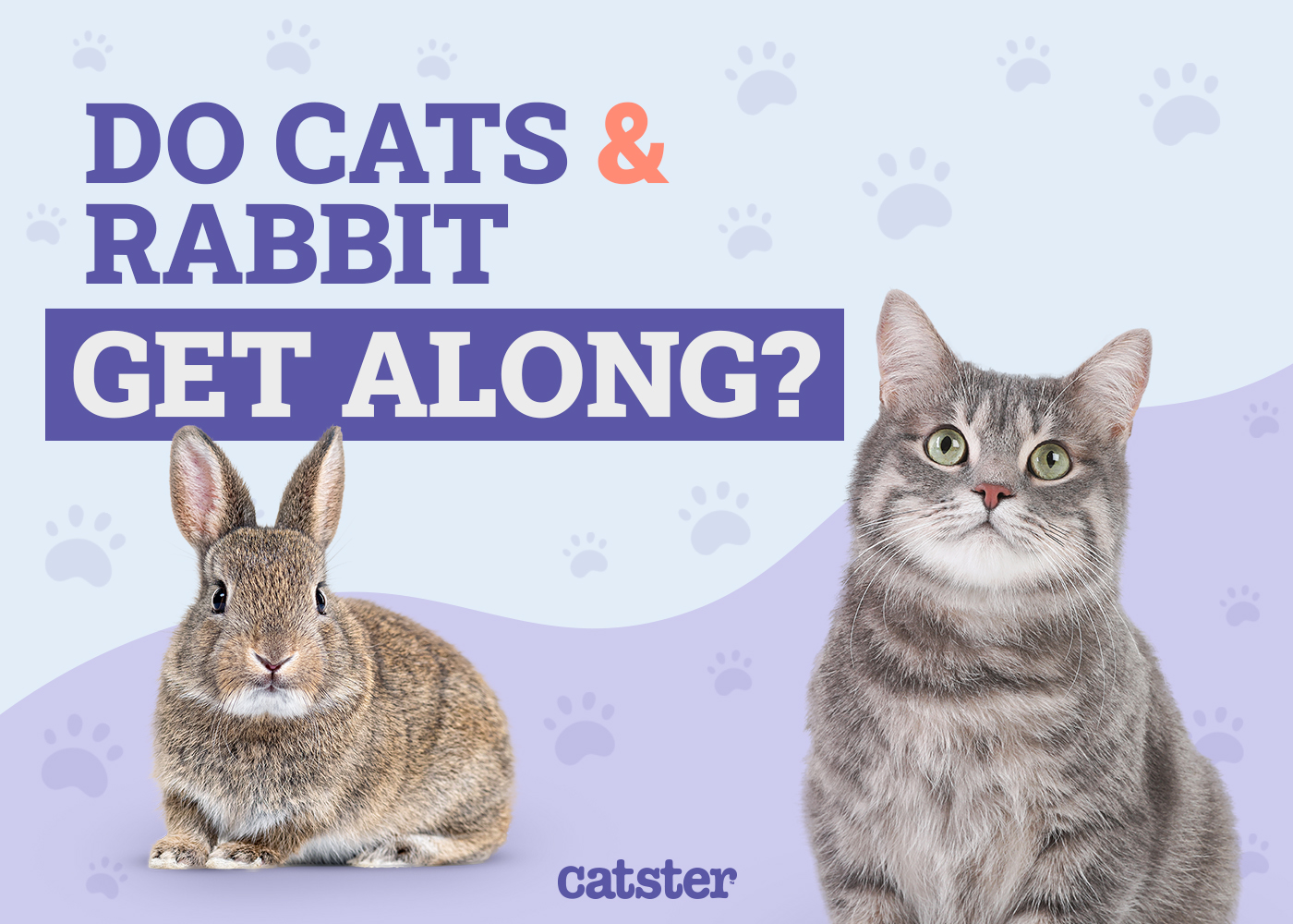 Do Cats & Rabbits Get Along? Our Vet Explains the Risks & Options
