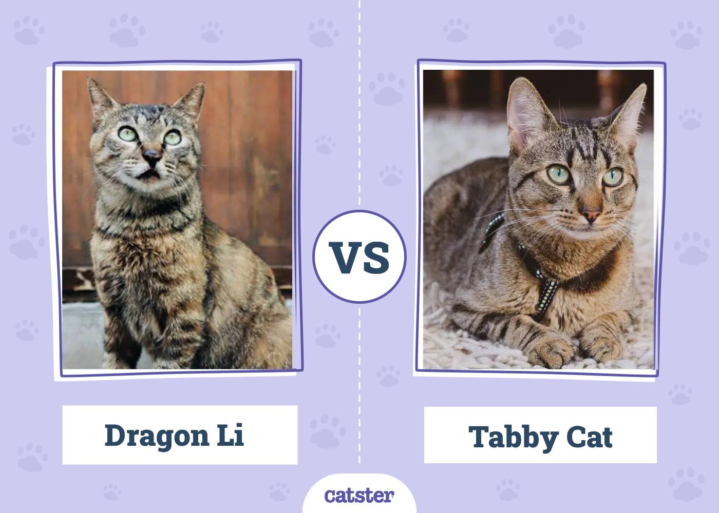 Dragon Li vs Tabby: What’s the Difference? (With Pictures, Vet-Reviewed)