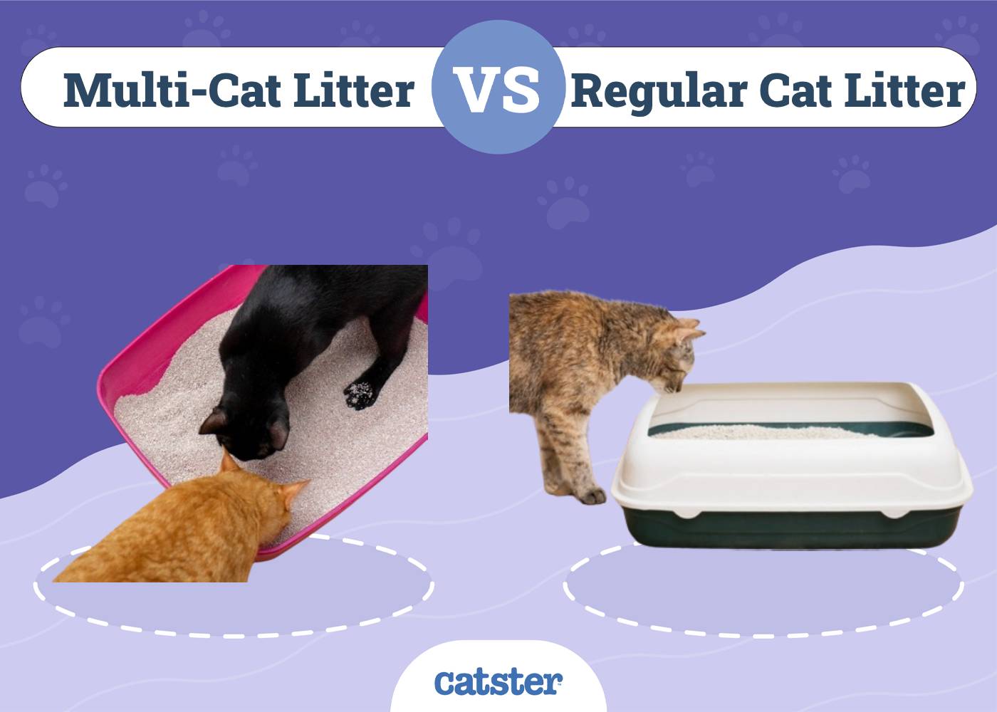 Multi-Cat Litter vs Regular: Pros, Cons & Comparison (Vet-Reviewed)