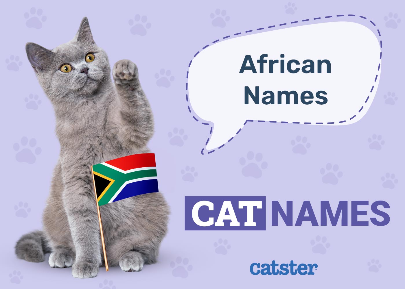 145 African Cat Names: Great Ideas for Your Beautiful Cat