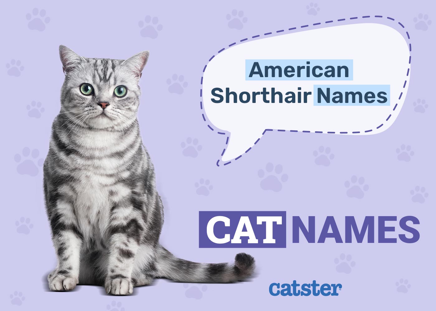 150+ Adorable American Shorthair Cat Names in 2026
