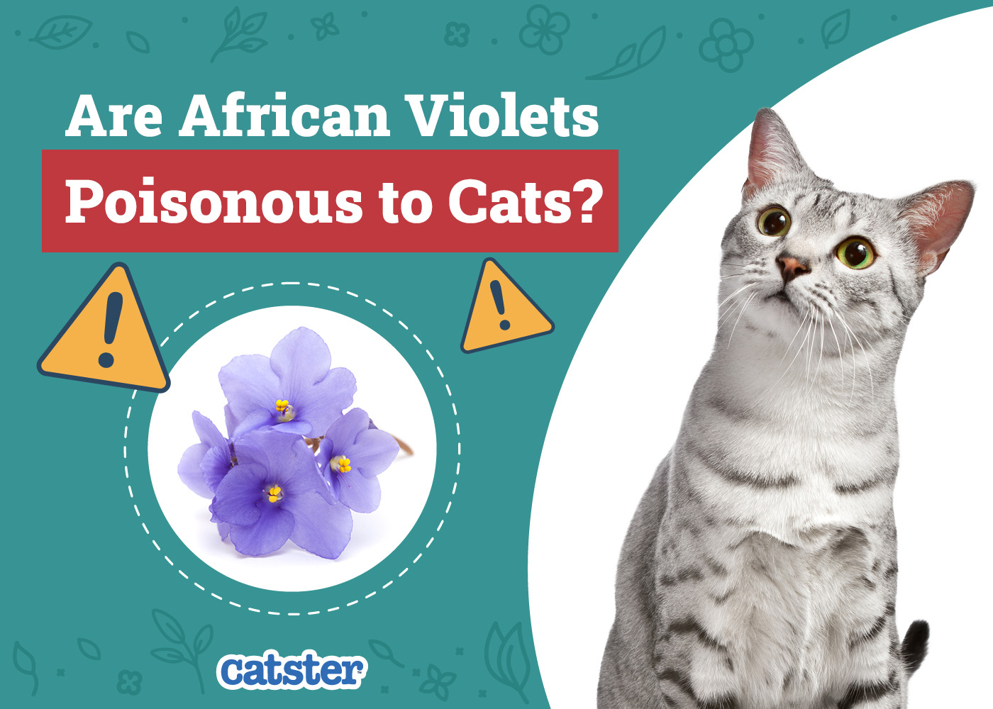Are African Violets Poisonous to Cats? Vet-Reviewed Houseplant Safety Guide