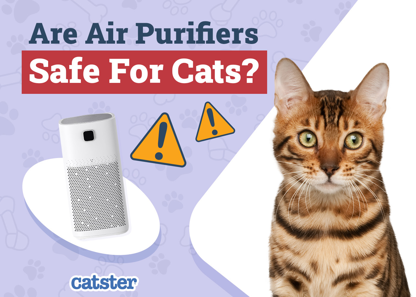 Are Air Purifiers Safe for Cats? Vet-Approved Facts & Safety Tips