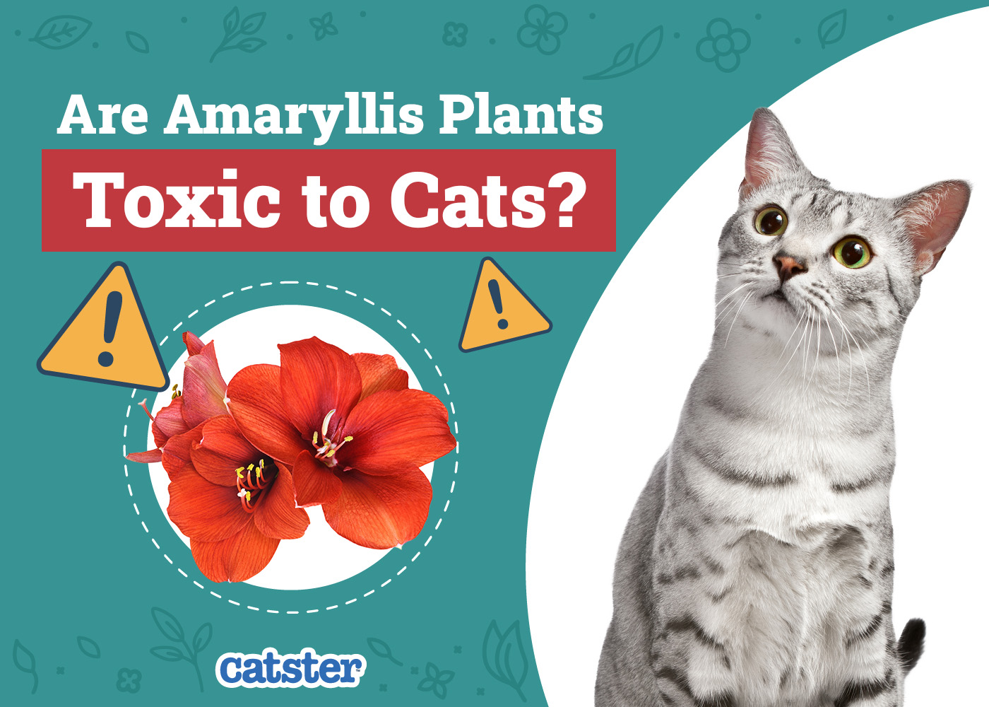 Are Amaryllis Plants Toxic to Cats? Vet-Reviewed Houseplants Examined