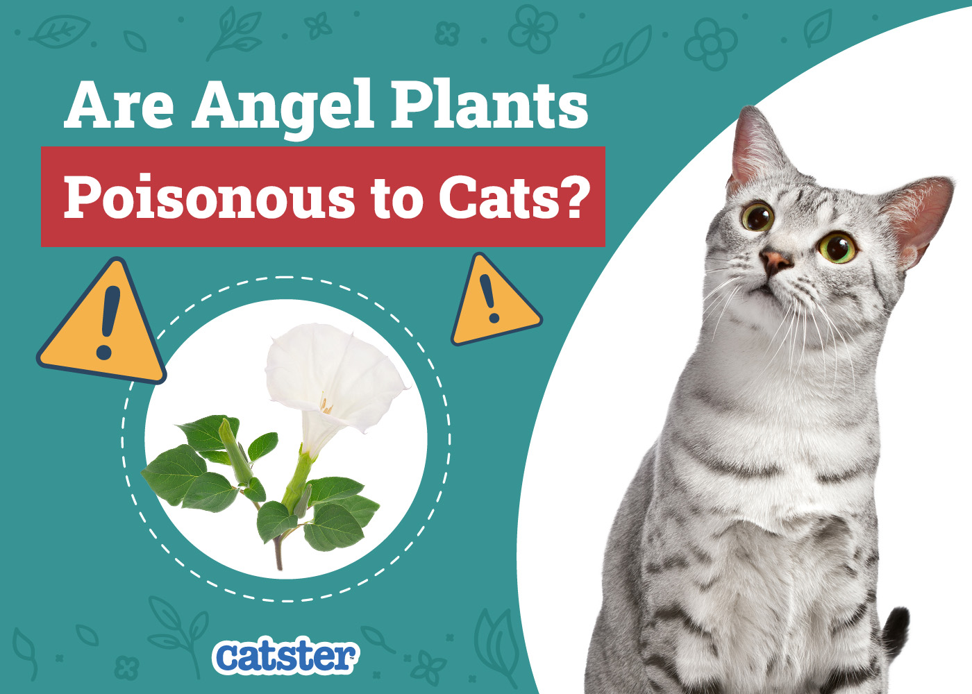 Are Angel Plants Poisonous to Cats? Vet-Approved Facts and Toxicity Guide