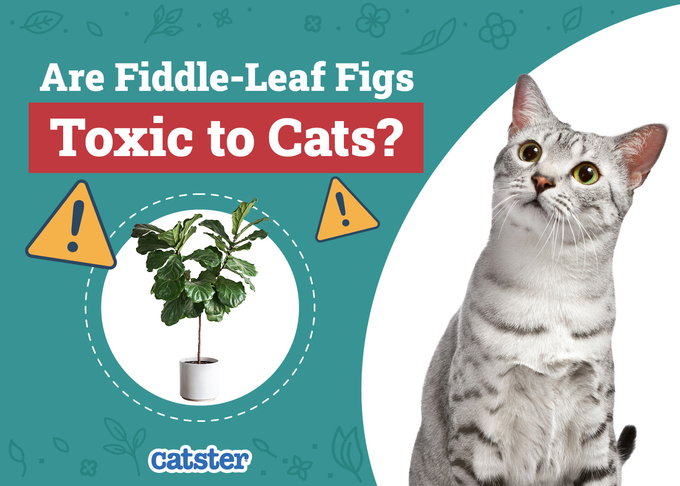 Are Fiddle-Leaf Figs Toxic to Cats? Vet-Reviewed Houseplants Examined