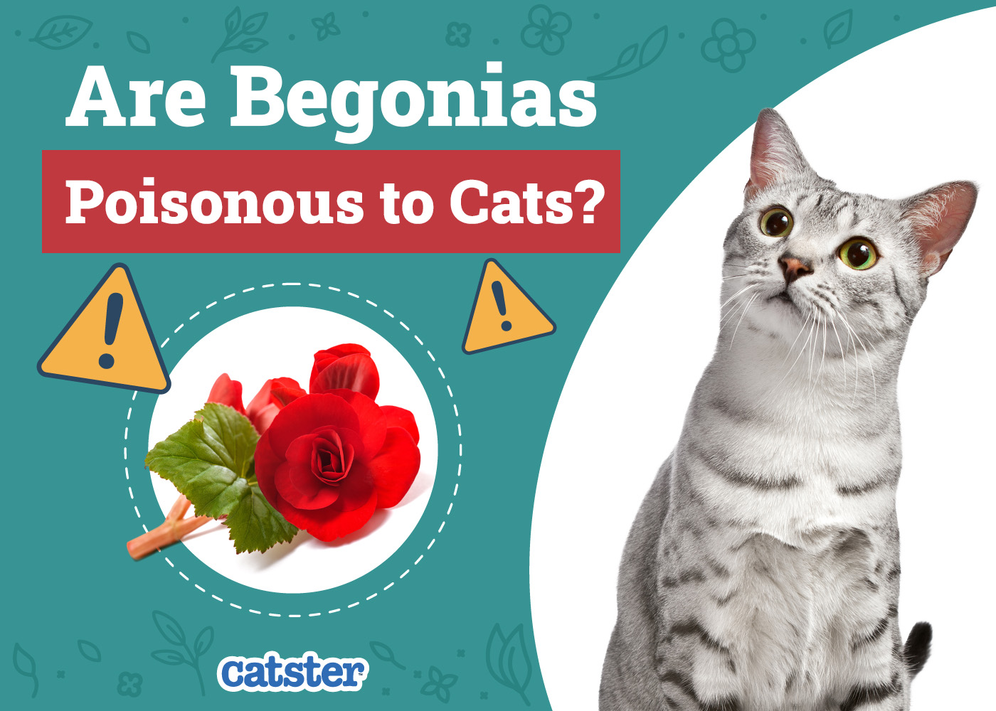 Are Begonias Poisonous to Cats? Vet-Verified Facts, Risks & Safety Guide