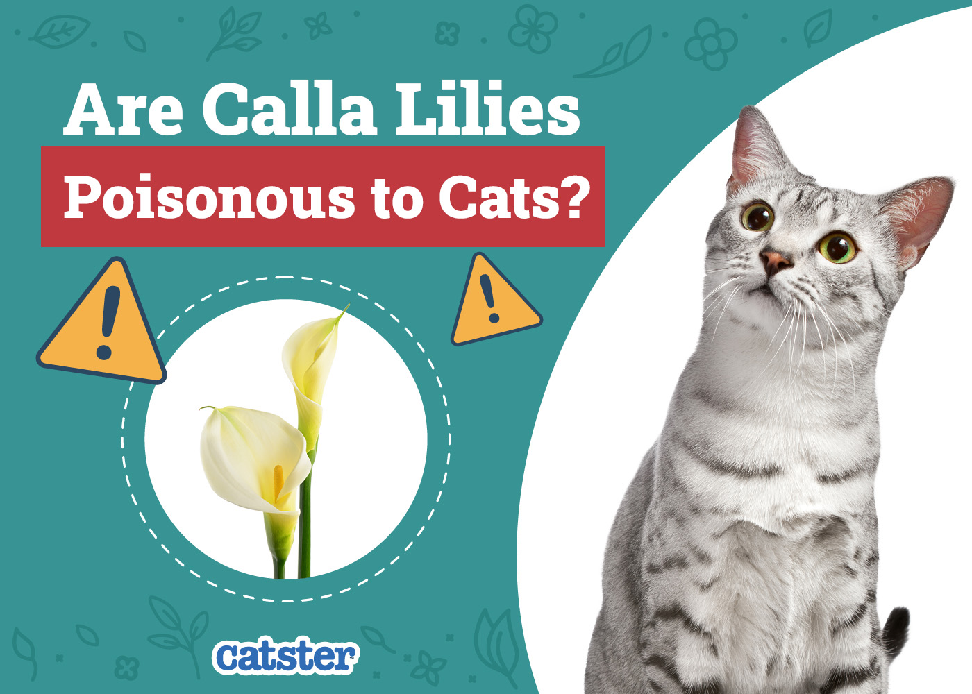 Are Calla Lilies Poisonous to Cats? Vet-Verified Facts & Safety Guide