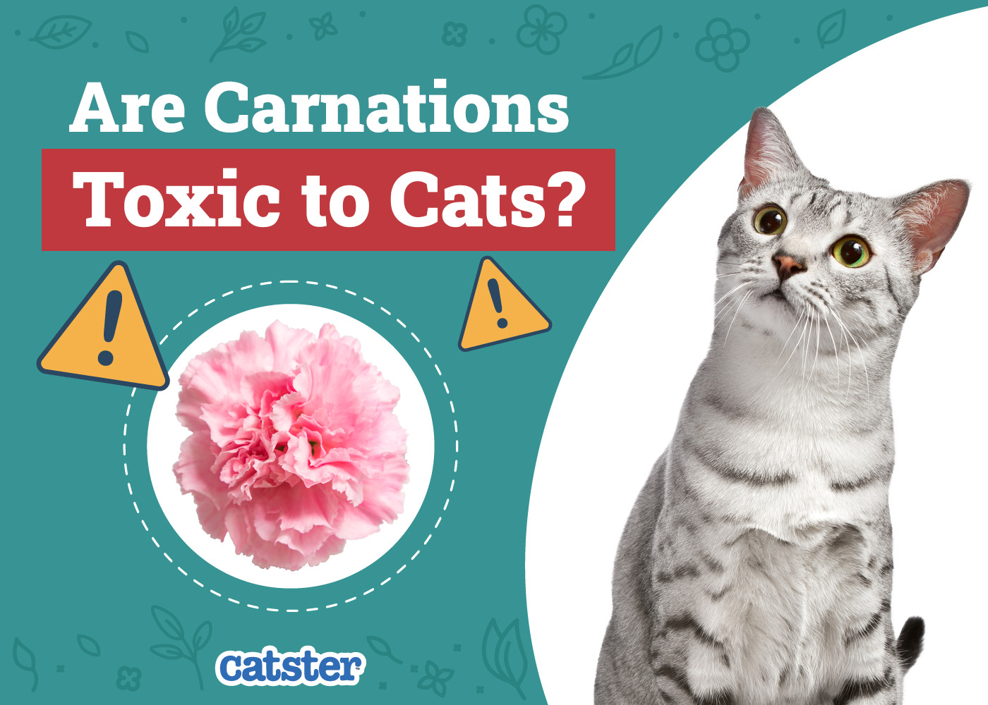 Are Carnations Toxic To Cats? Vet-Reviewed Health & Toxicity Explanation
