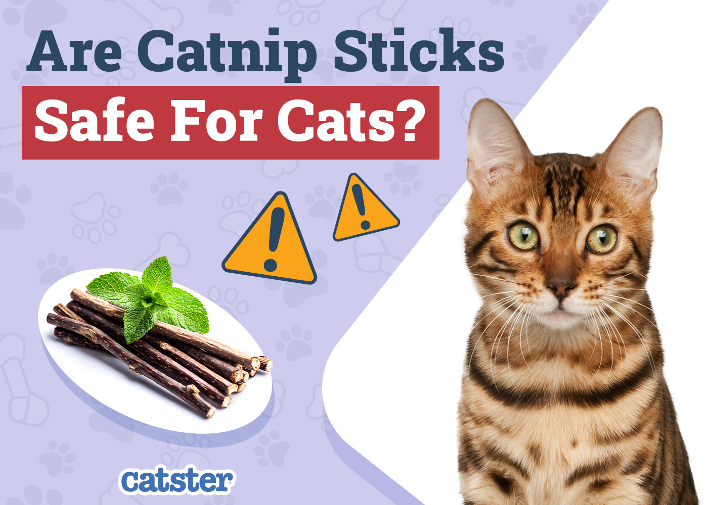 Are Catnip Sticks Safe for Cats? Vet-Reviewed Health & Safety Explored