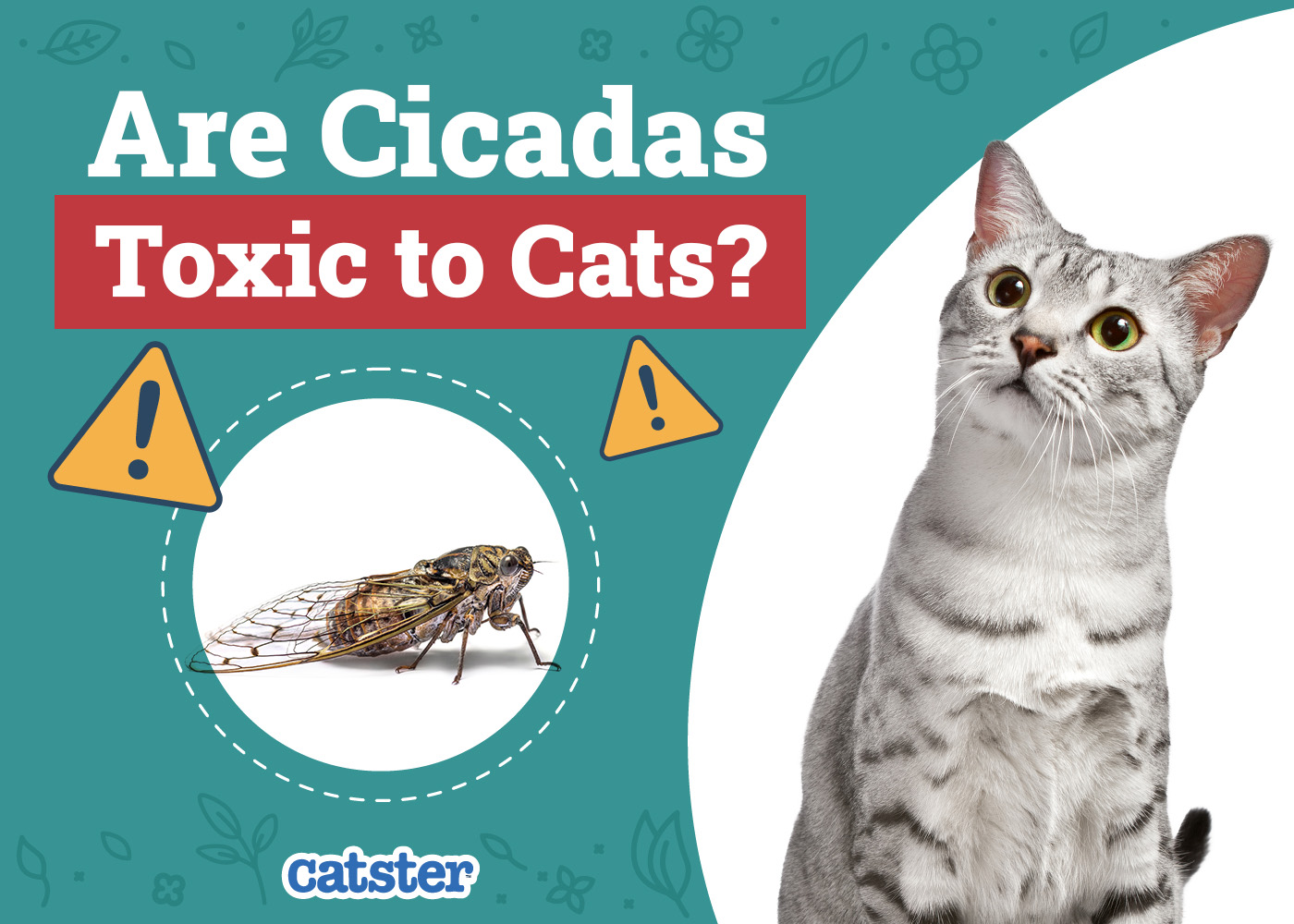 Can Cats Eat Cicadas? Vet-Reviewed Health Concerns