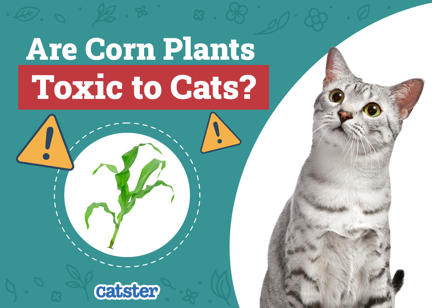 Are Corn Plants Toxic to Cats? Our Vet-Approved Advice
