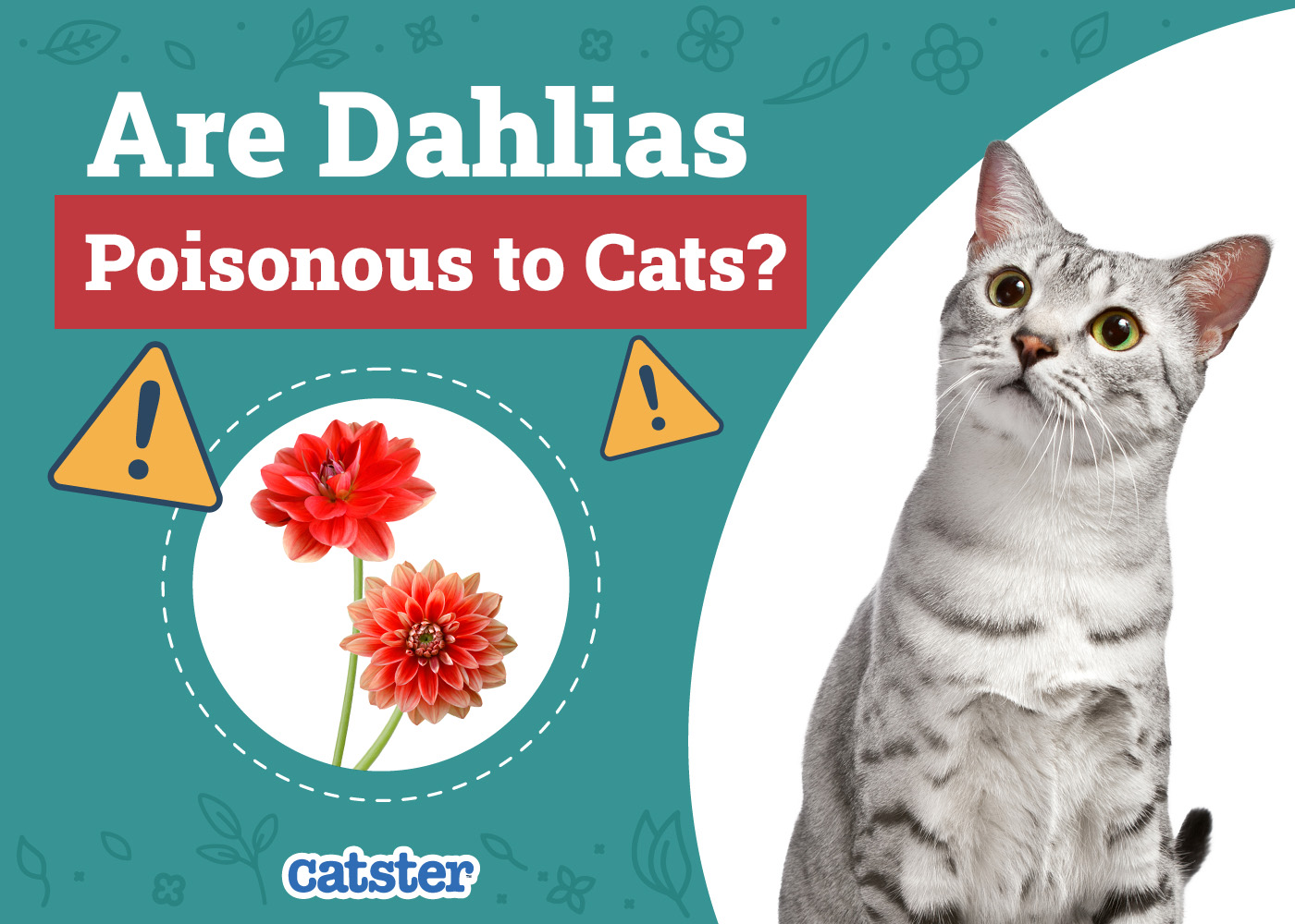 Are Dahlias Poisonous to Cats? Vet-Reviewed Houseplants Examined