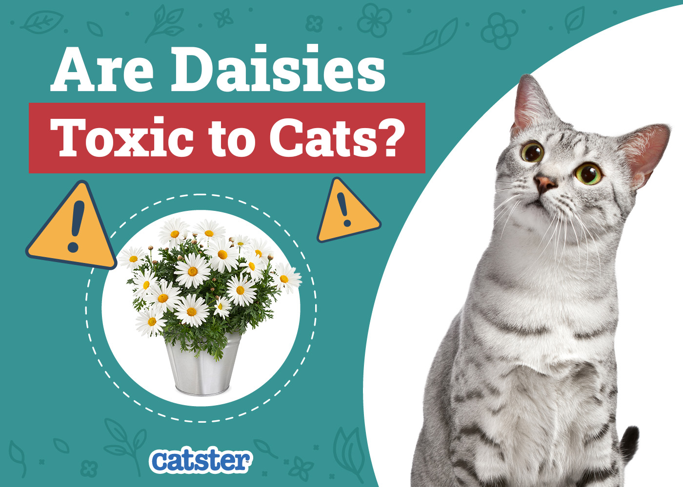 Are Daisies Toxic to Cats? Vet-Reviewed Risks & Advice