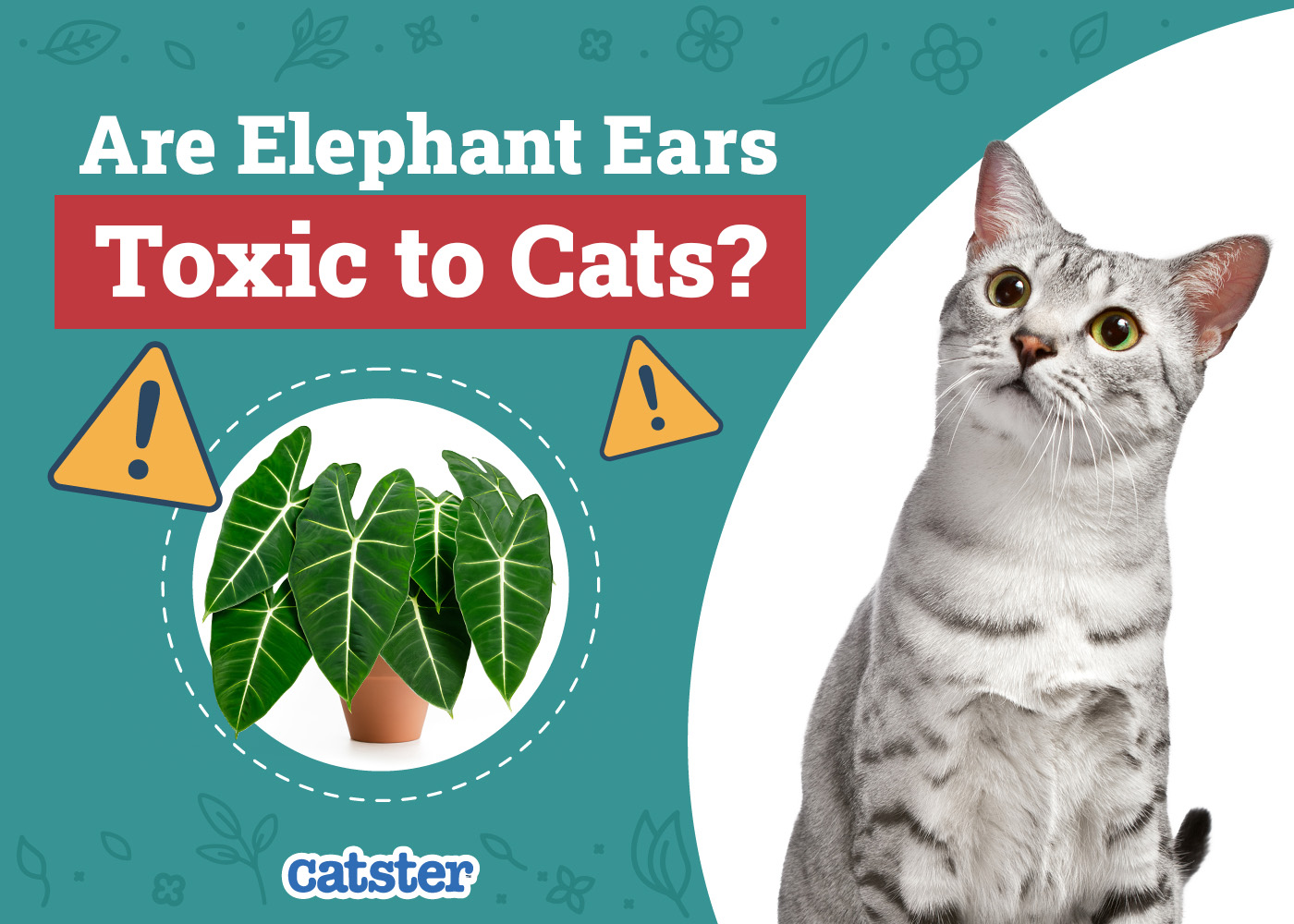 Are Elephant Ears (Alocasia) Toxic to Cats? Vet-Reviewed Houseplants Examined
