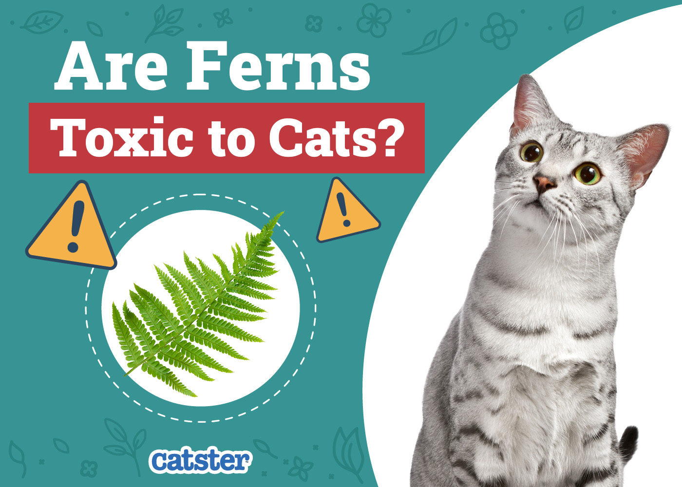 Catster_Are Ferns Toxic to Cats