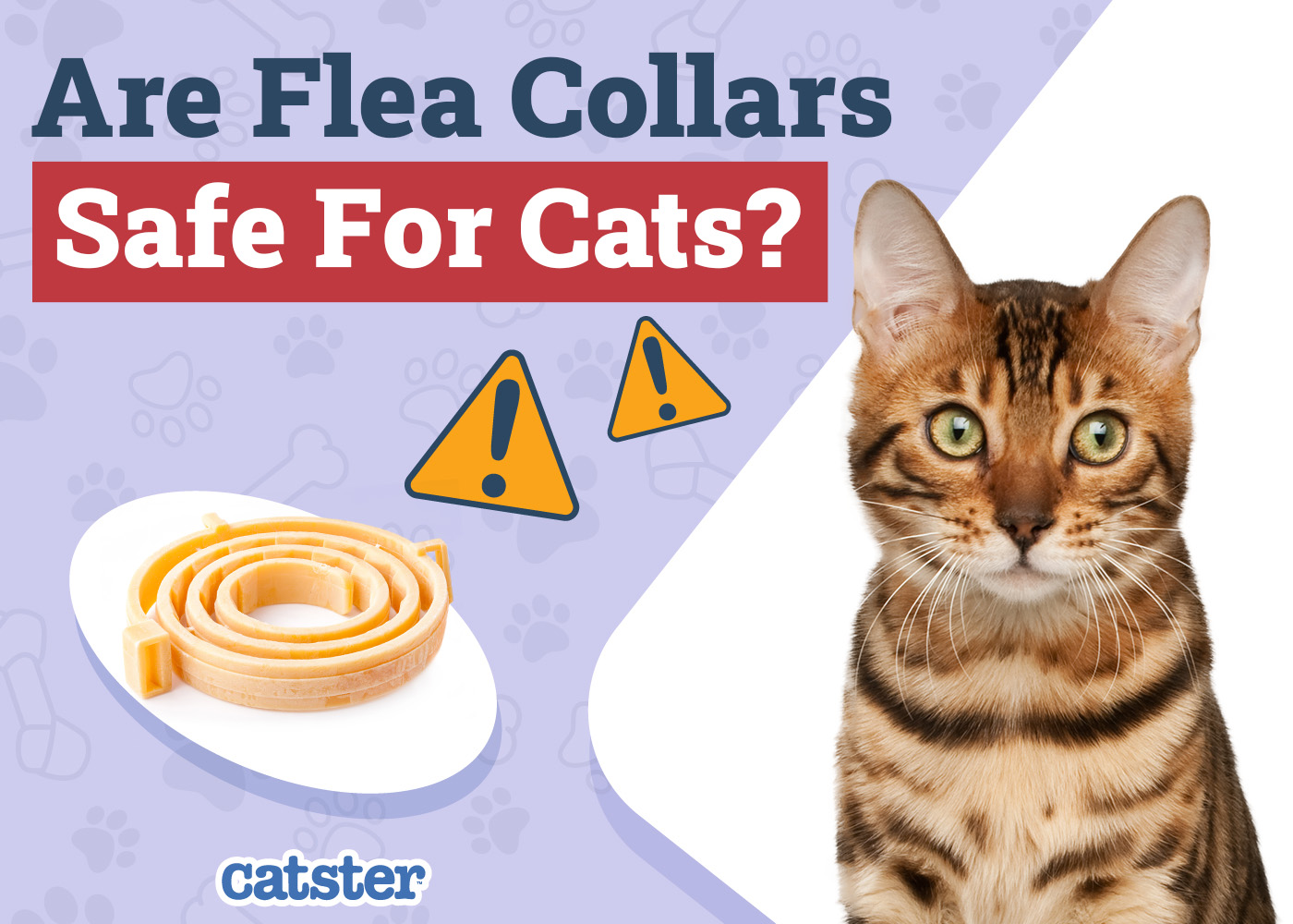Are Flea Collars Safe for Cats? Vet-Verified Facts & Alternatives
