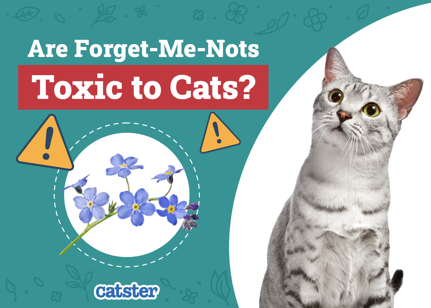 Are Forget-Me-Nots Toxic to Cats? Vet-Reviewed Houseplants Examined