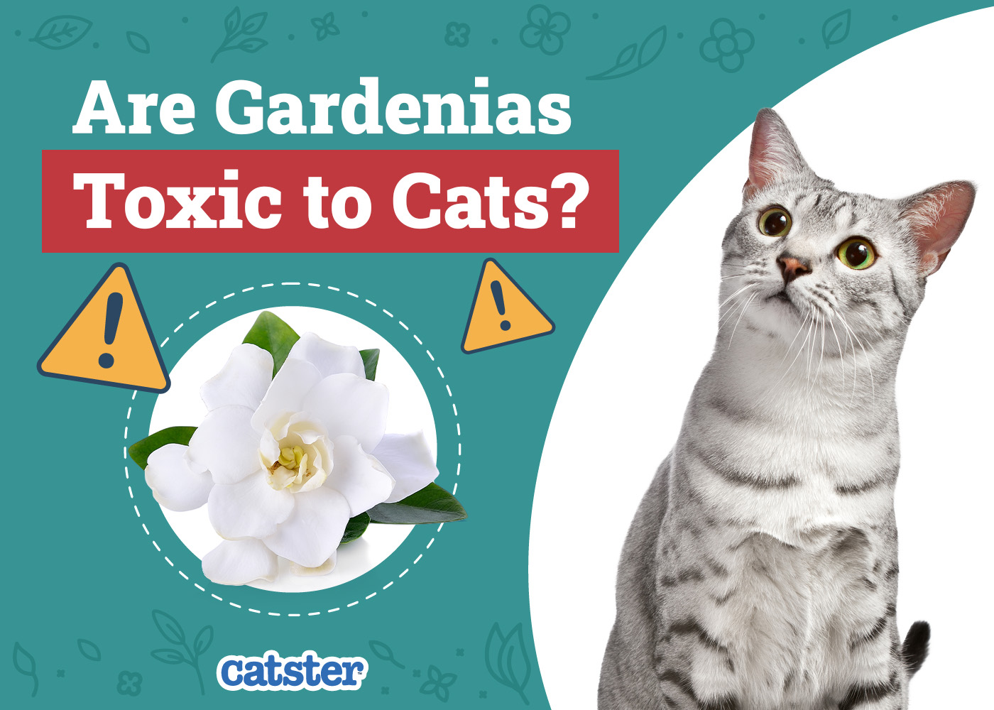 Are Gardenias Toxic to Cats? Vet-Reviewed Houseplants Explained