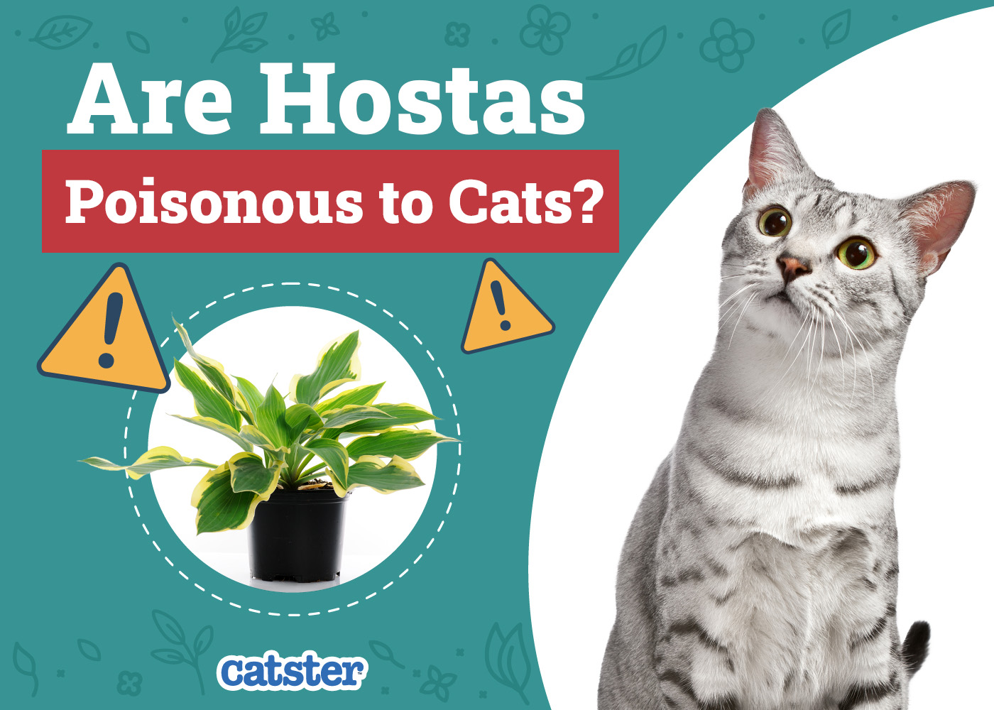 Are Hostas Poisonous to Cats? Our Vet-Approved Advice
