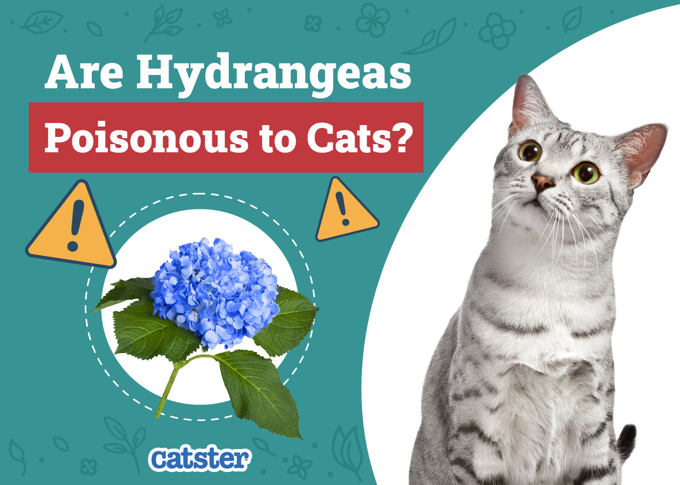 Are Hydrangeas Poisonous to Cats? Common Houseplants Examined