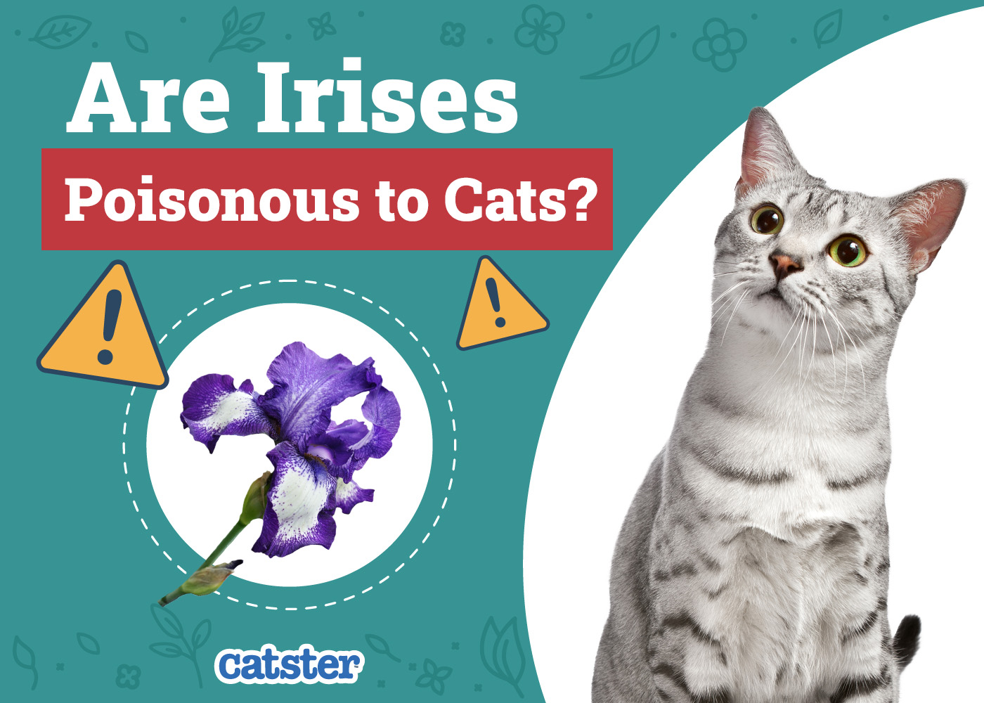Are Irises Poisonous to Cats? Vet Approved Facts & Safety Tips