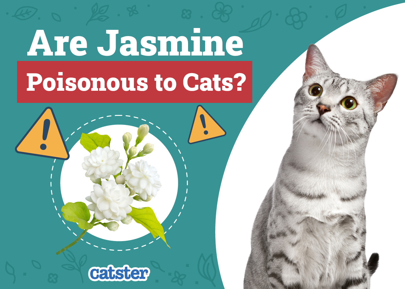 Is Jasmine Poisonous to Cats? Vet-Reviewed Houseplants Examined