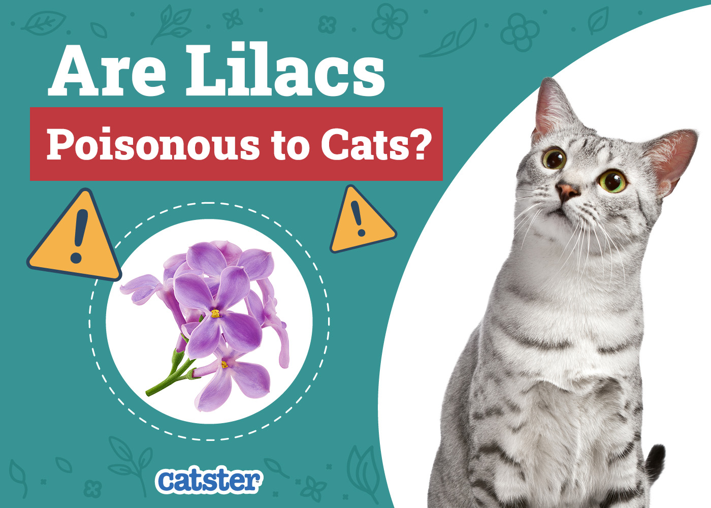 Are Lilacs Poisonous to Cats? Vet-Verified Facts & Info