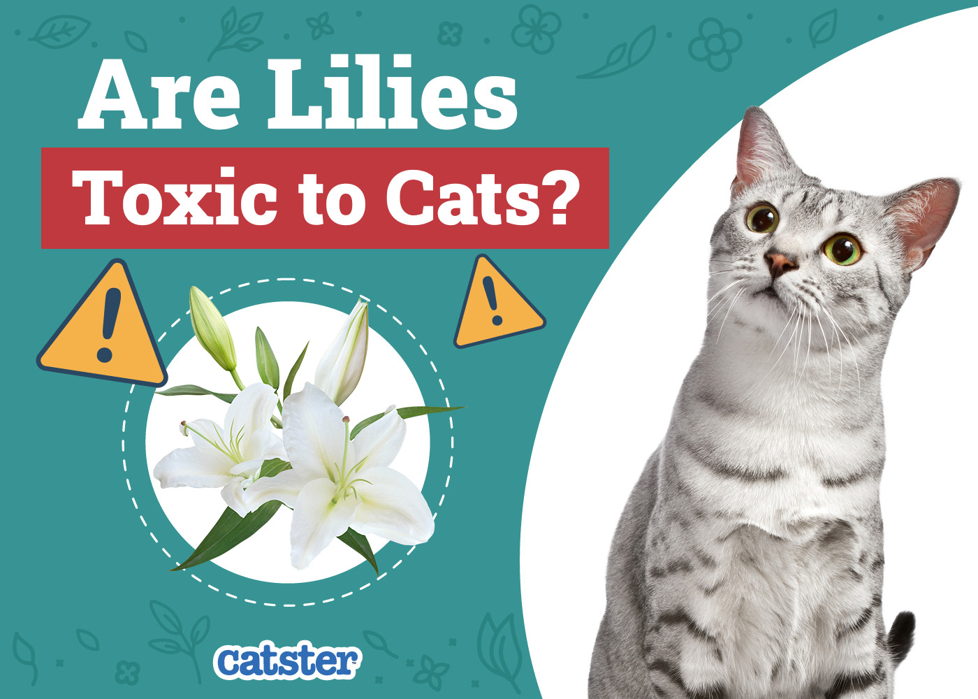 Catster_Are Lilies Toxic to Cats